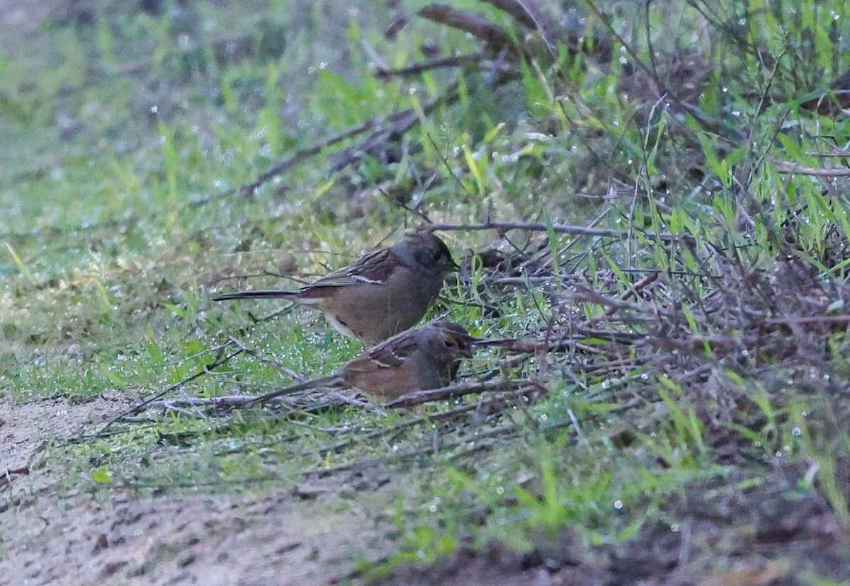 Golden-crowned Sparrow - ML646262332