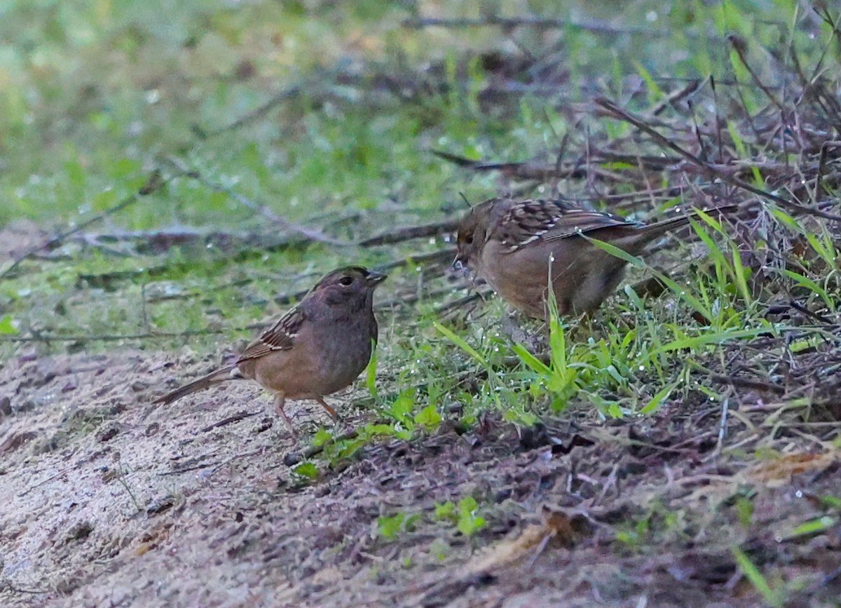 Golden-crowned Sparrow - ML646262333