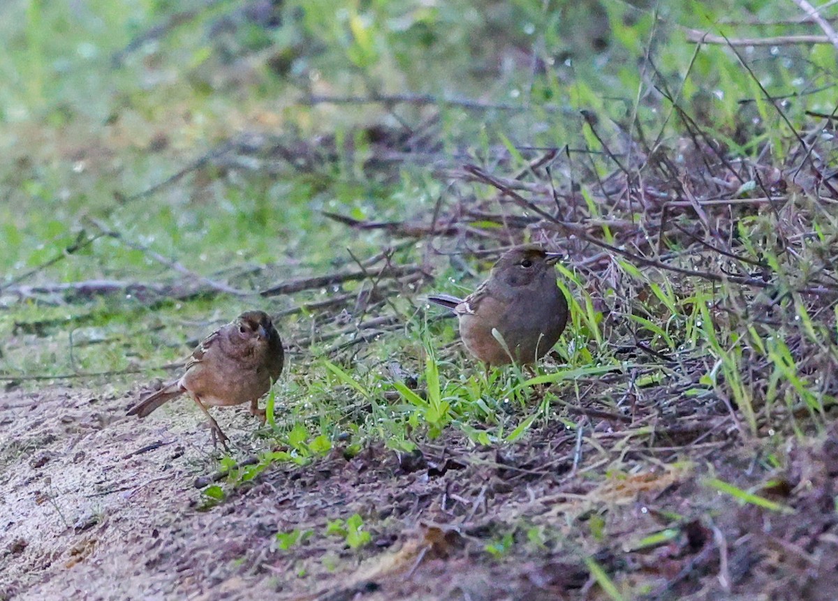 Golden-crowned Sparrow - ML646262334