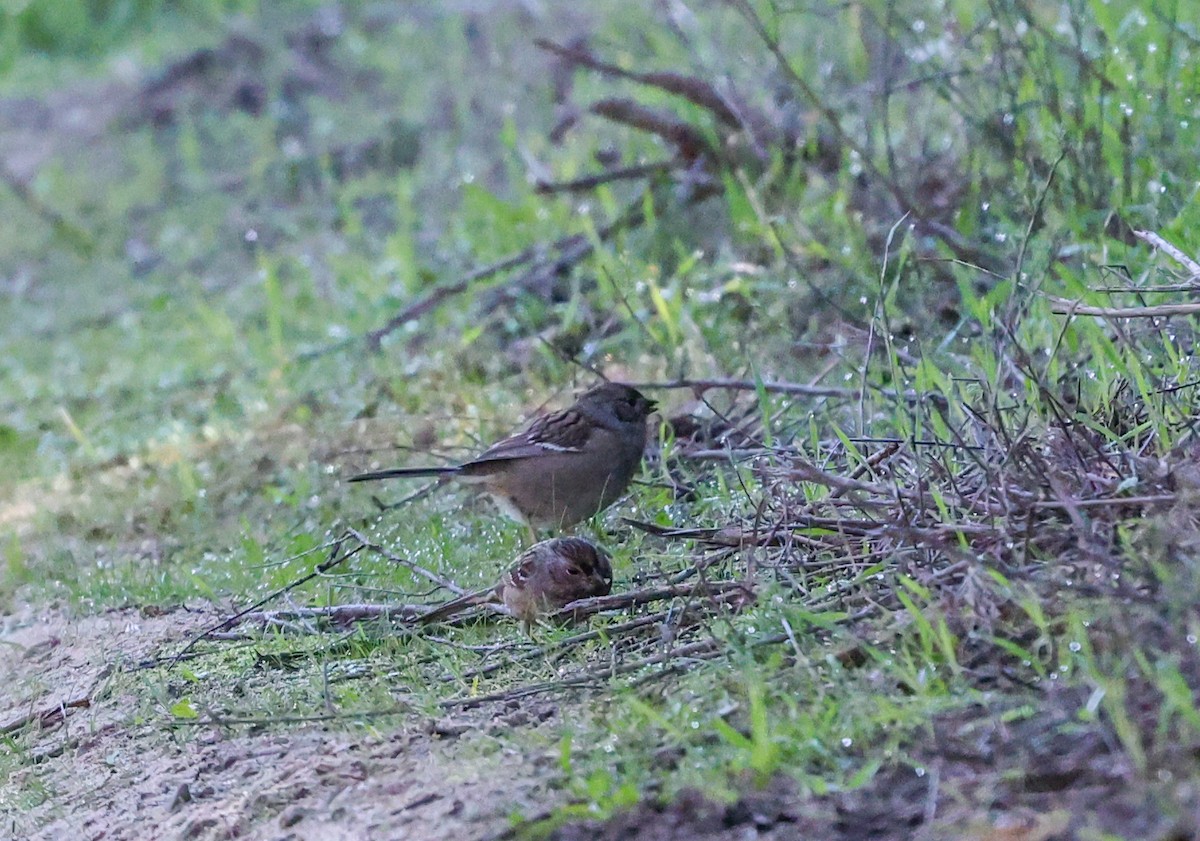 Golden-crowned Sparrow - ML646262335