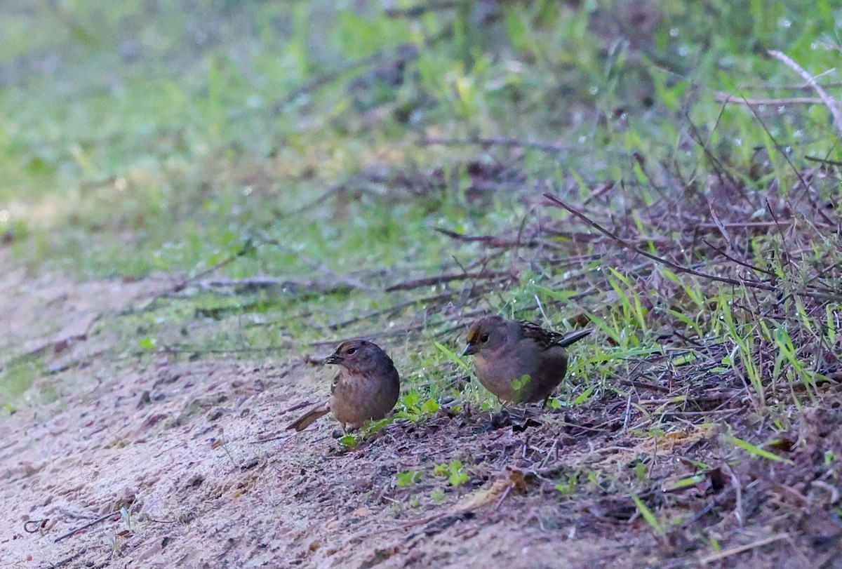 Golden-crowned Sparrow - ML646262338