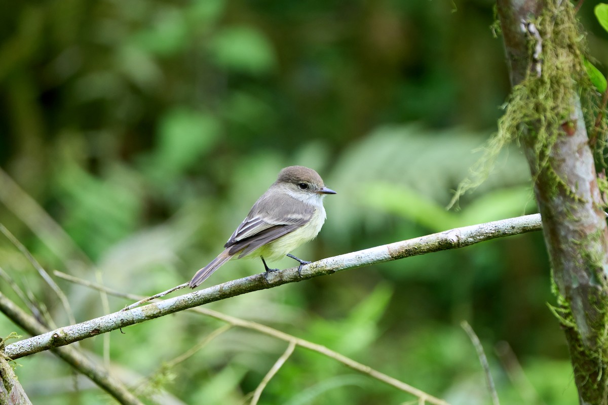 Galapagos Flycatcher - ML646262339