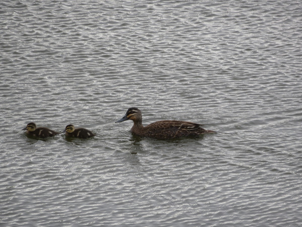 Pacific Black Duck - ML646262340
