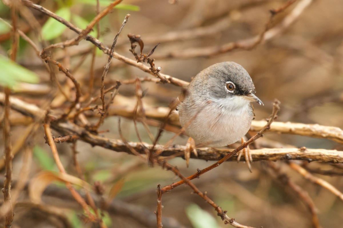Spectacled Warbler - ML646262345