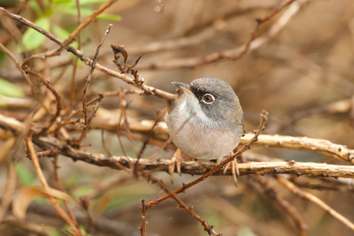 Spectacled Warbler - ML646262346