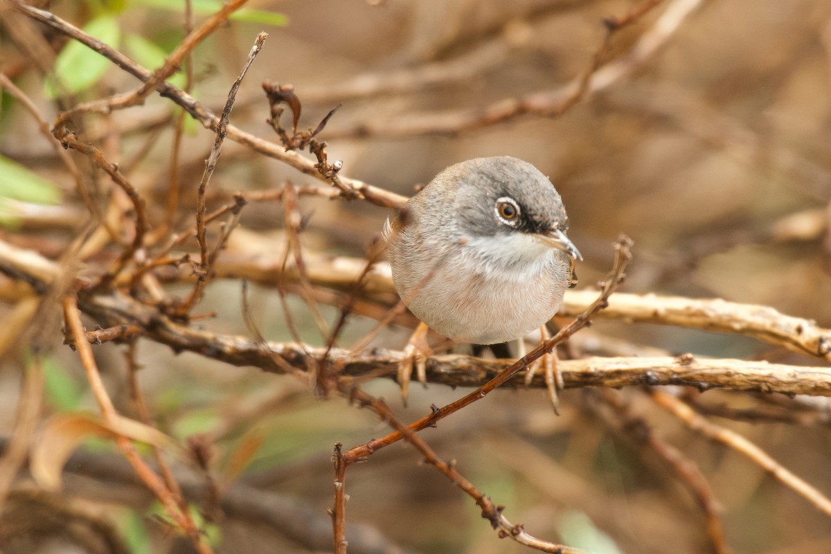 Spectacled Warbler - ML646262347