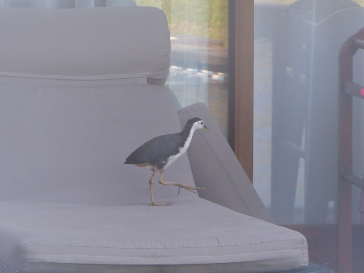 White-breasted Waterhen - ML646262351