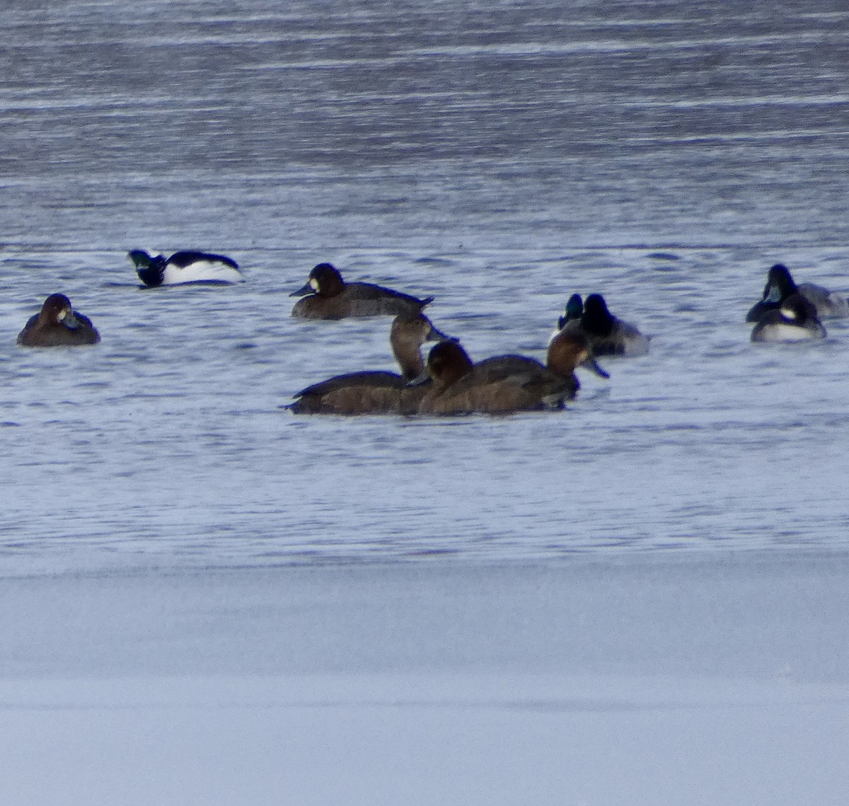 Redhead - ML646262352