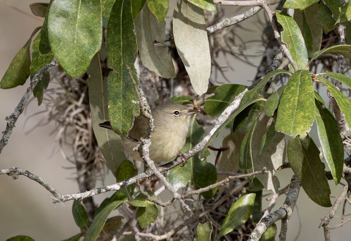Orange-crowned Warbler - ML646262353