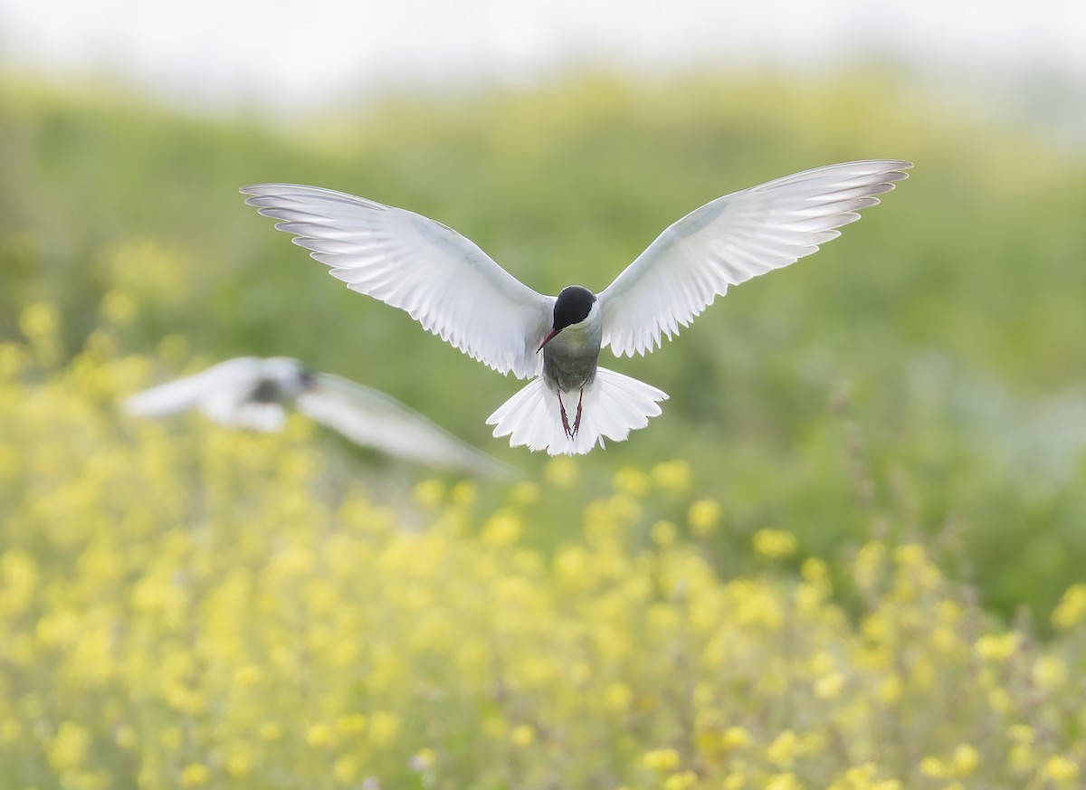 Whiskered Tern - ML646262354