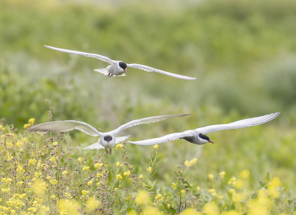Whiskered Tern - ML646262355