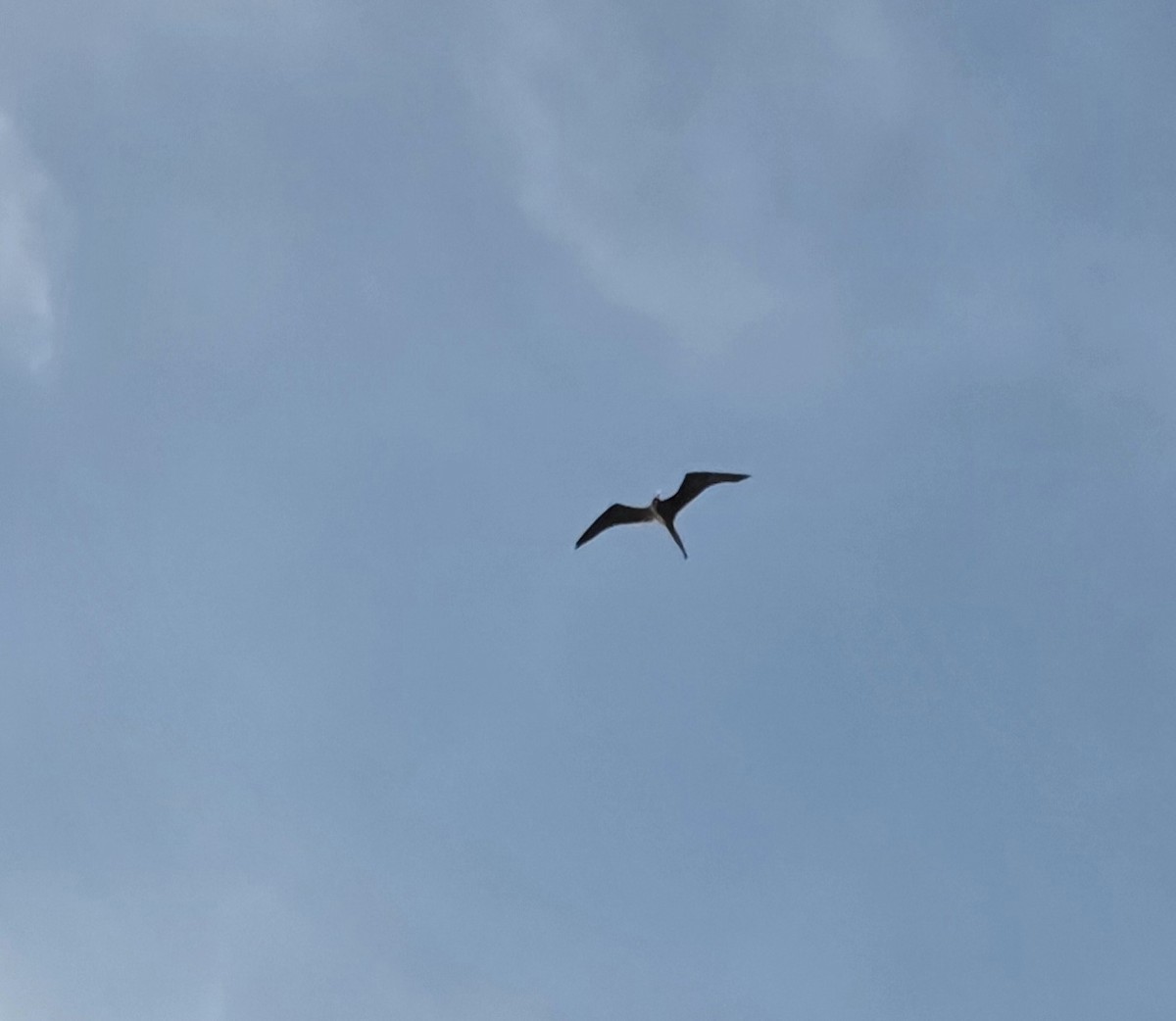 Magnificent Frigatebird - ML646262356