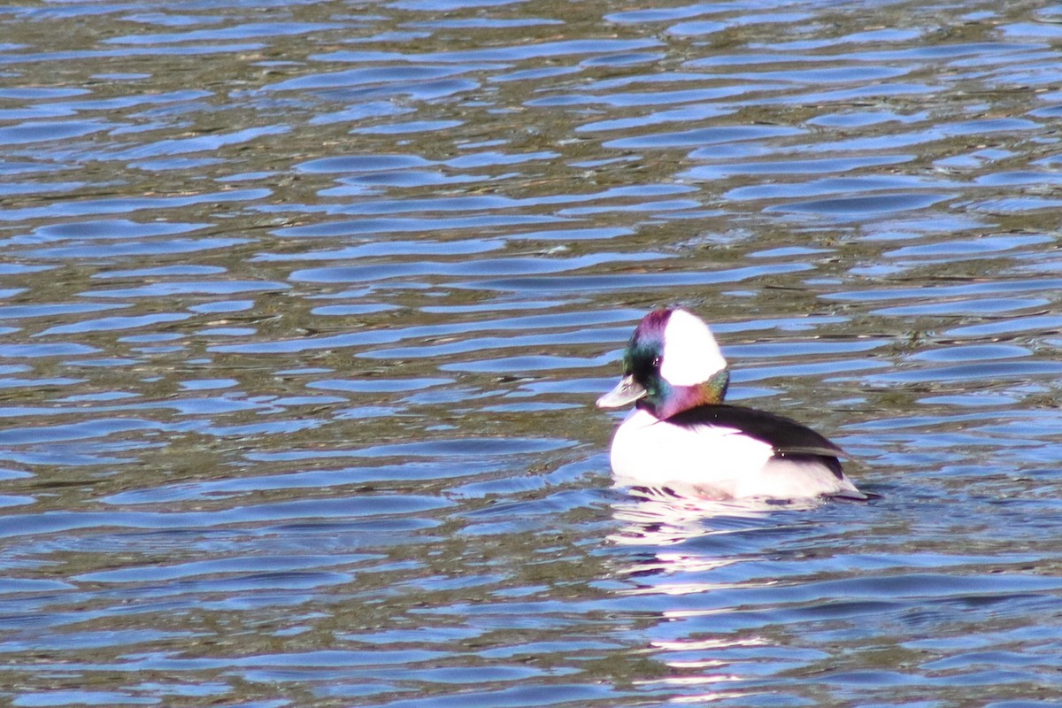 Bufflehead - ML646262359