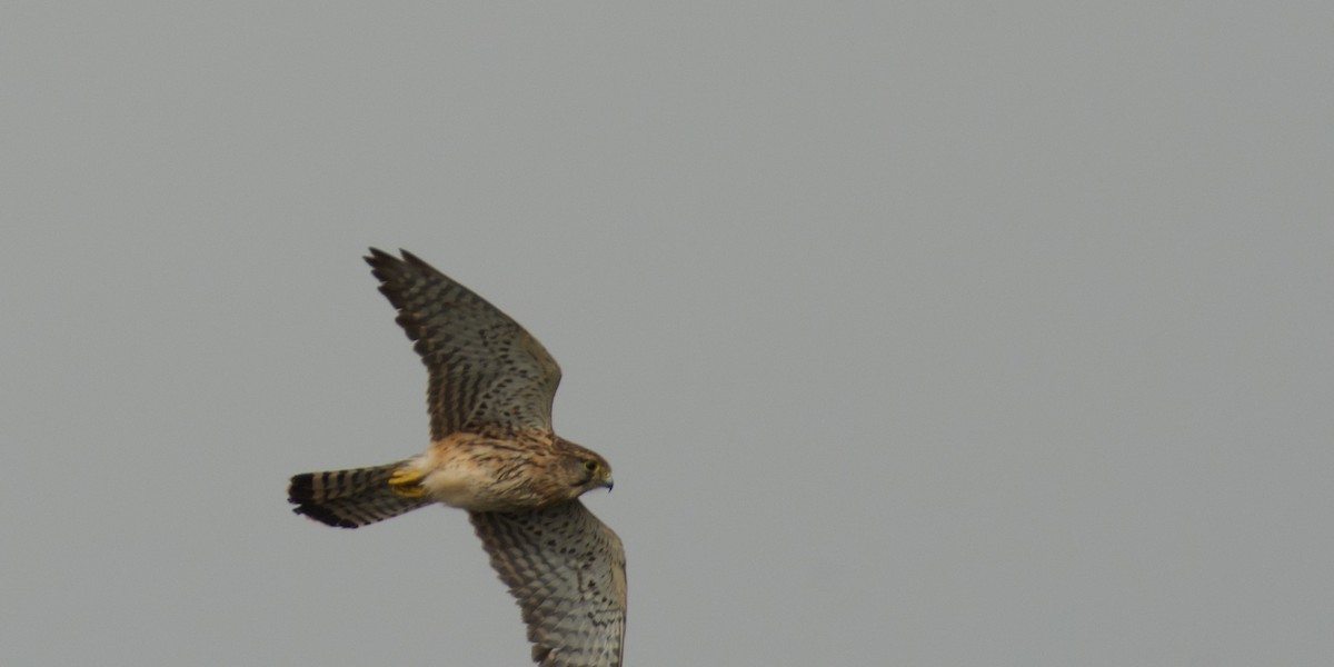 Eurasian Kestrel - ML646262361