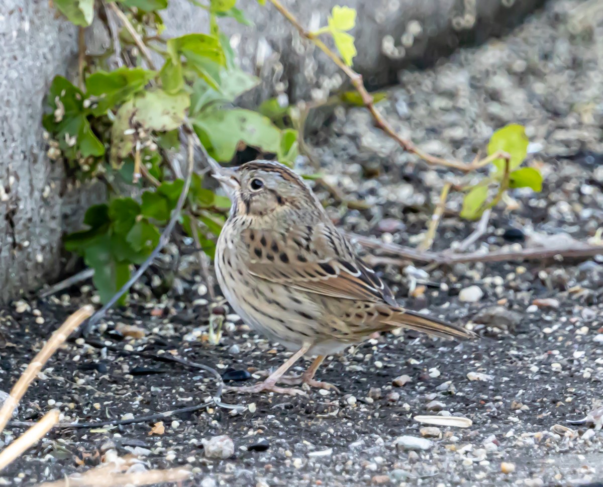 Lincoln's Sparrow - ML646262363