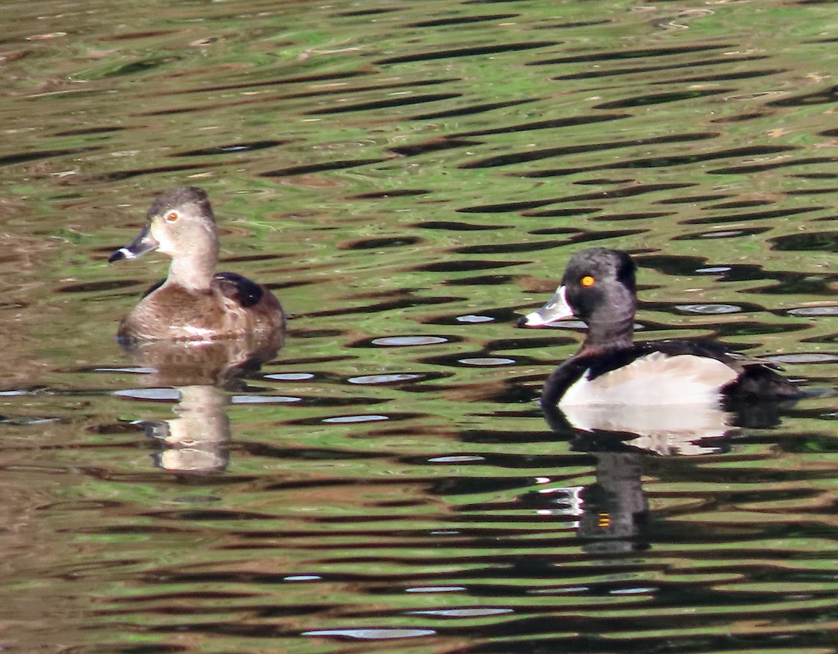 Ring-necked Duck - ML646262365
