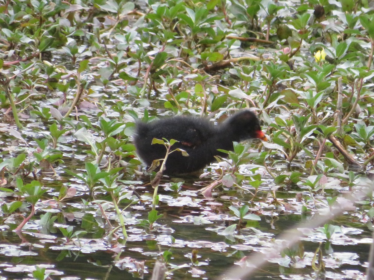Dusky Moorhen - ML646262366