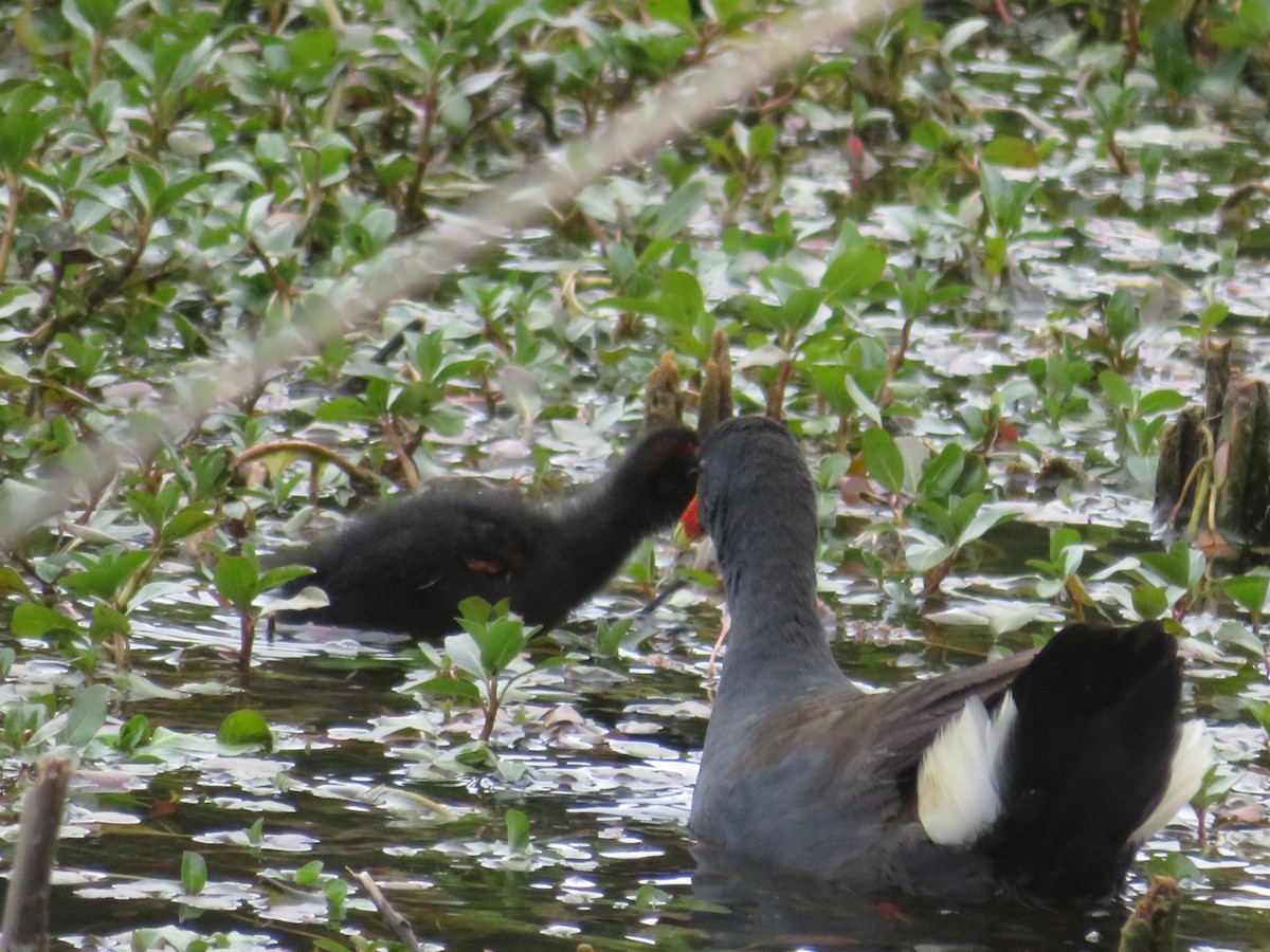 Dusky Moorhen - ML646262368