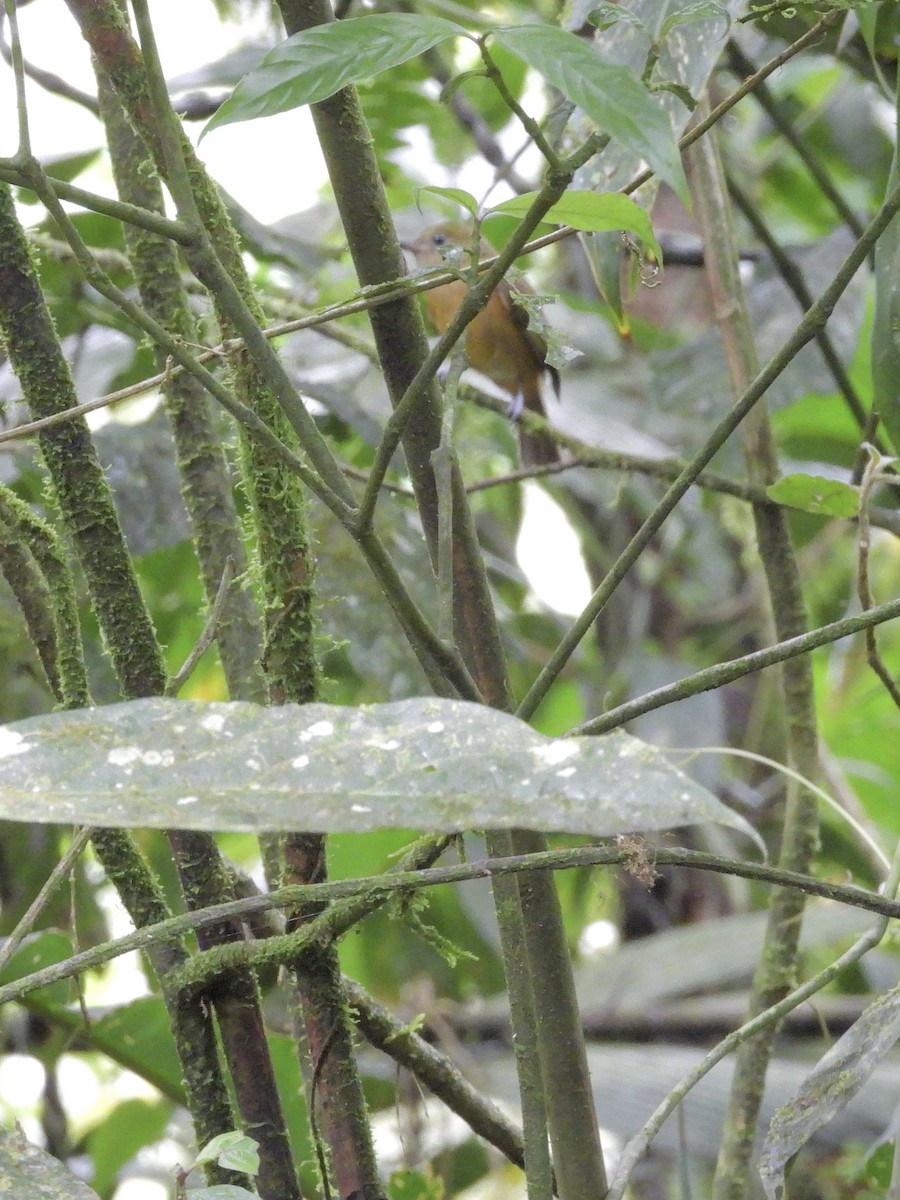 Pipromorphe roussâtre - ML646262382