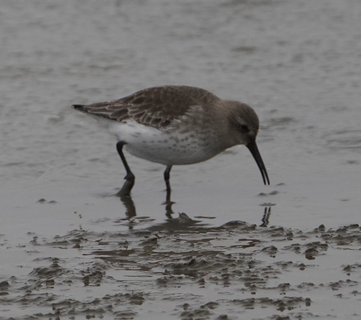 Alpenstrandläufer - ML646262384