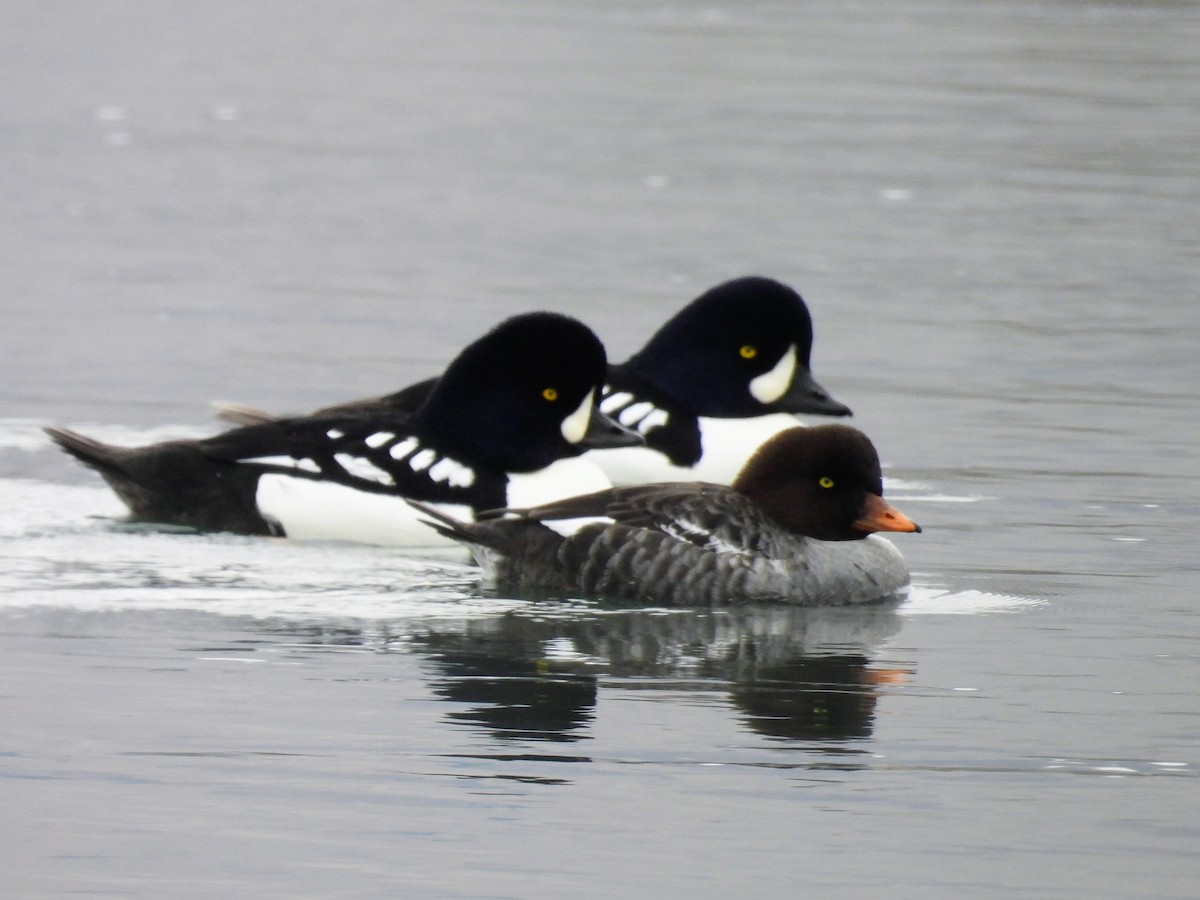 עבראש איסלנדי - ML646262417