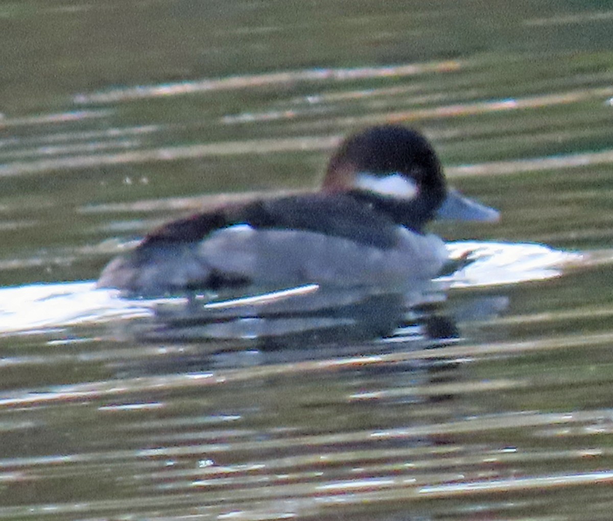 Bufflehead - ML646262418