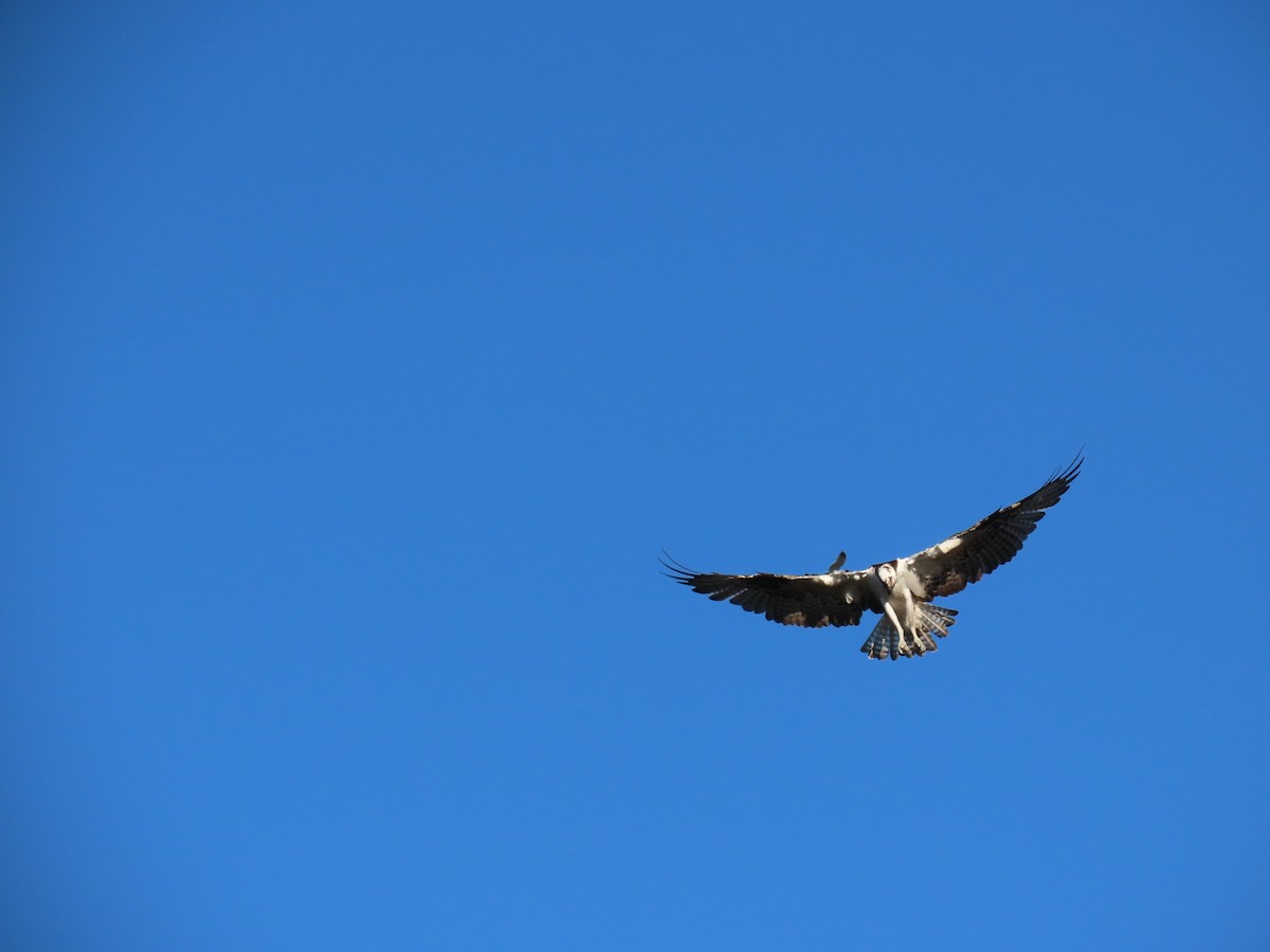 Osprey - ML646262419