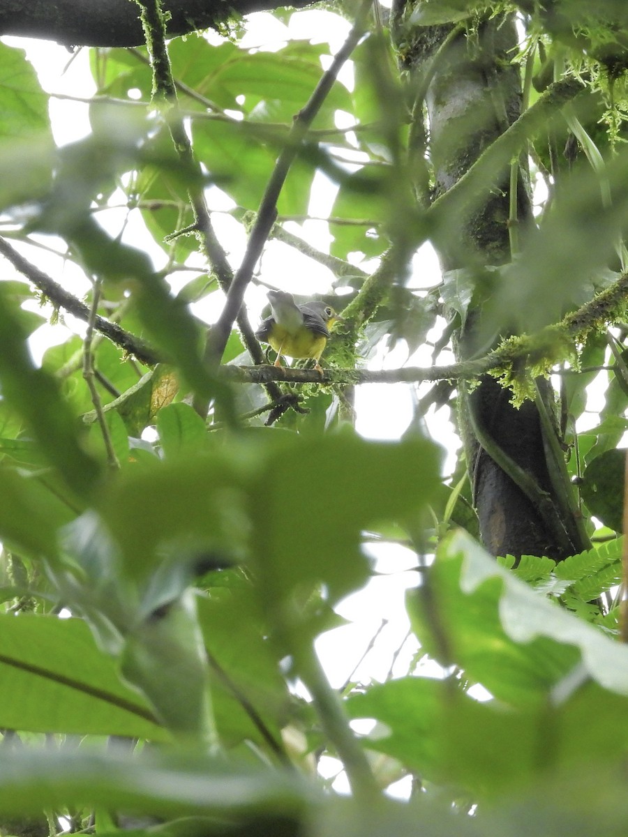 Reinita Canadiense - ML646262426