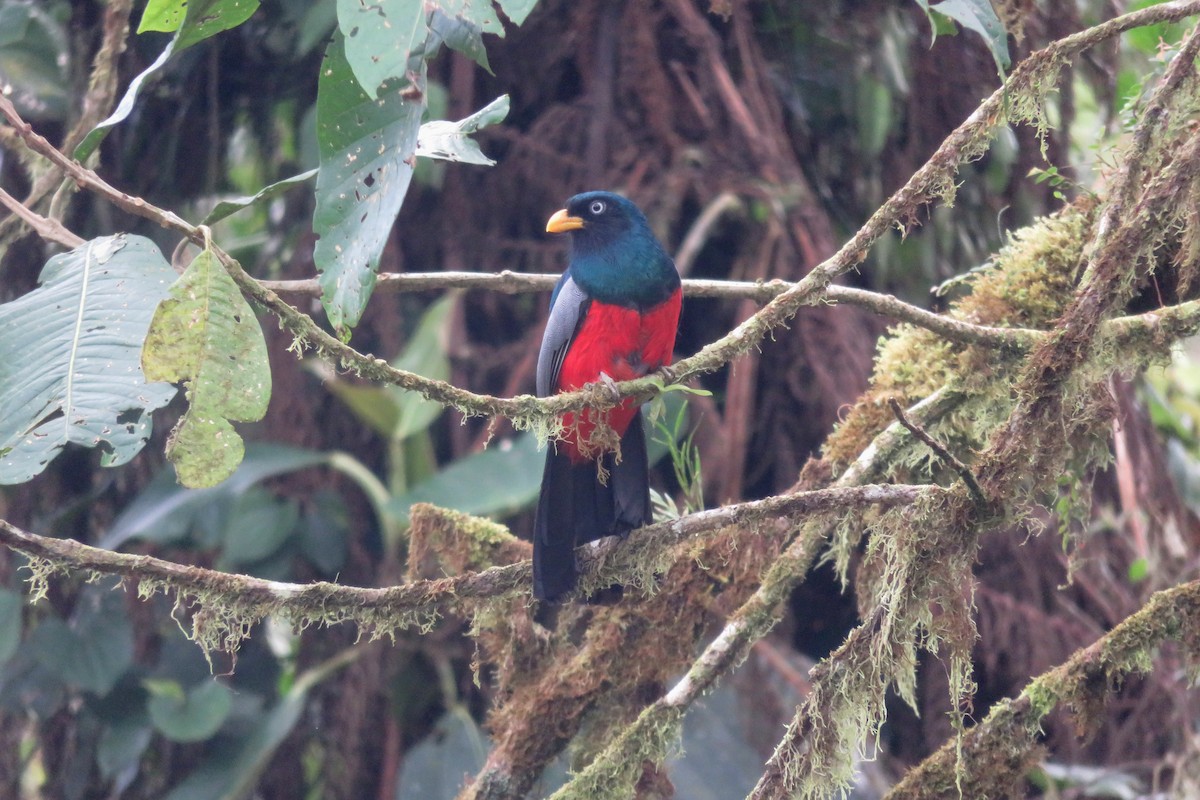 Blue-tailed Trogon - ML646262428