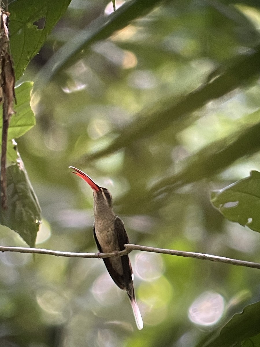 Great-billed Hermit - ML646262429