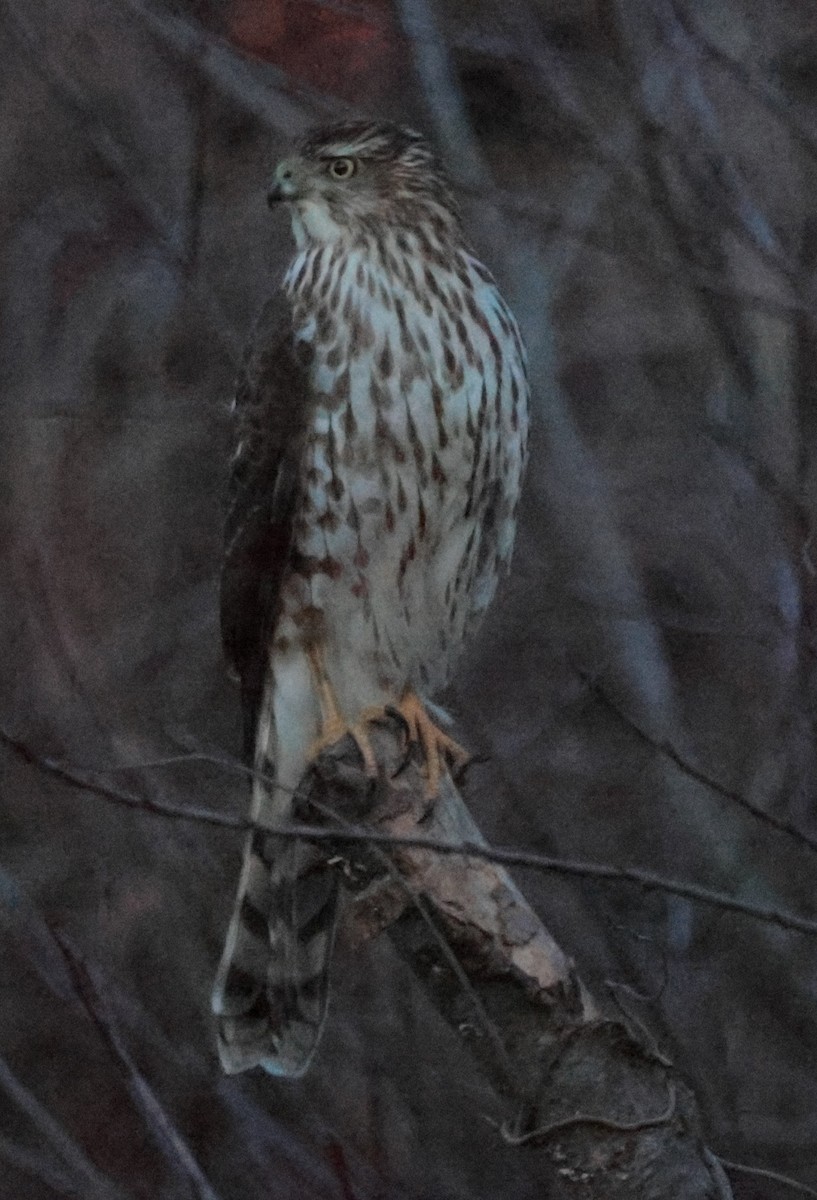 Cooper's Hawk - ML646262433