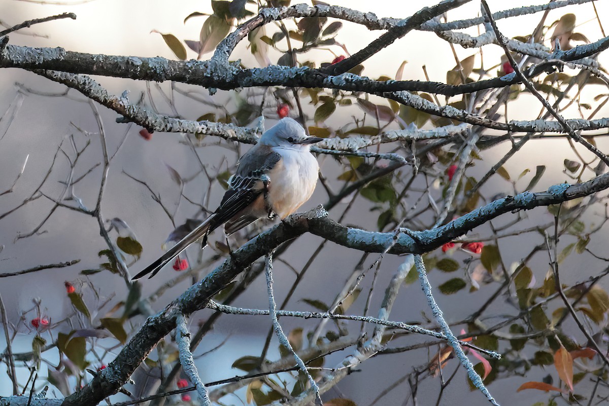 Scissor-tailed Flycatcher - ML646262437