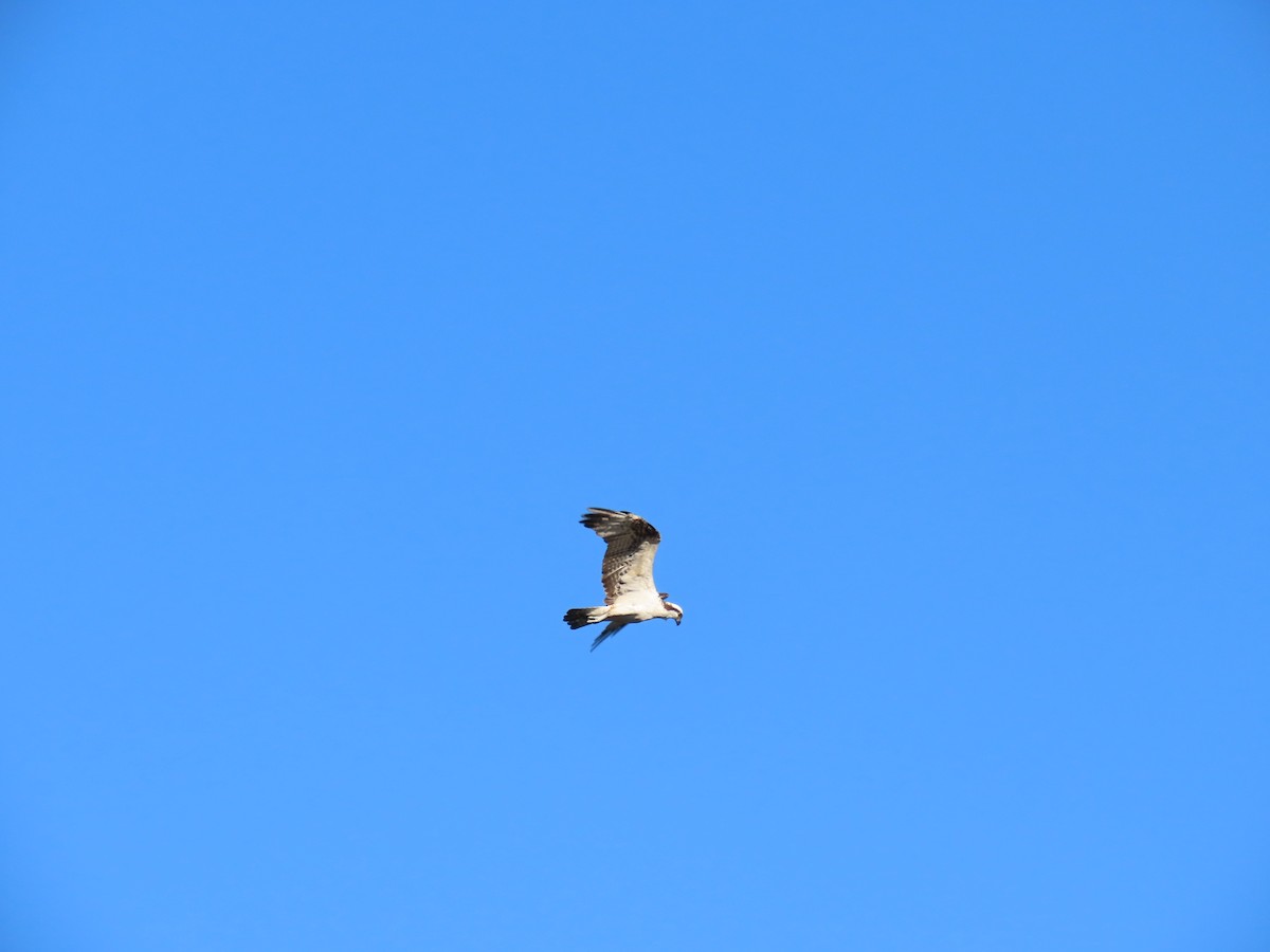 Osprey - ML646262447