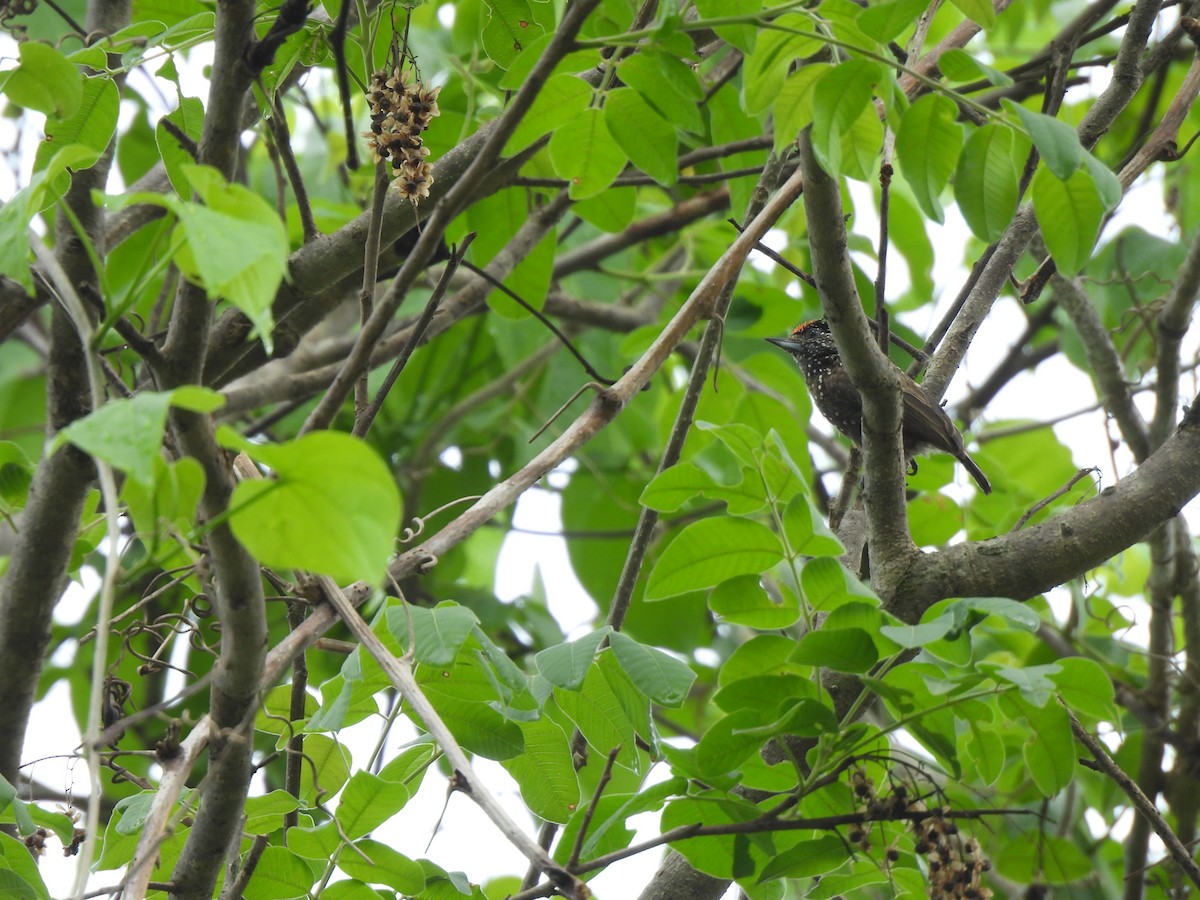 Spotted Piculet - ML646262451