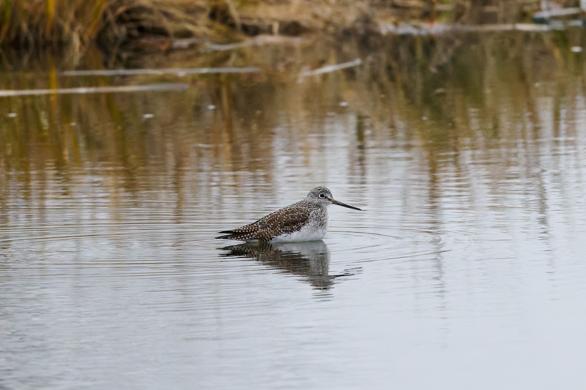 Greater Yellowlegs - ML646262452
