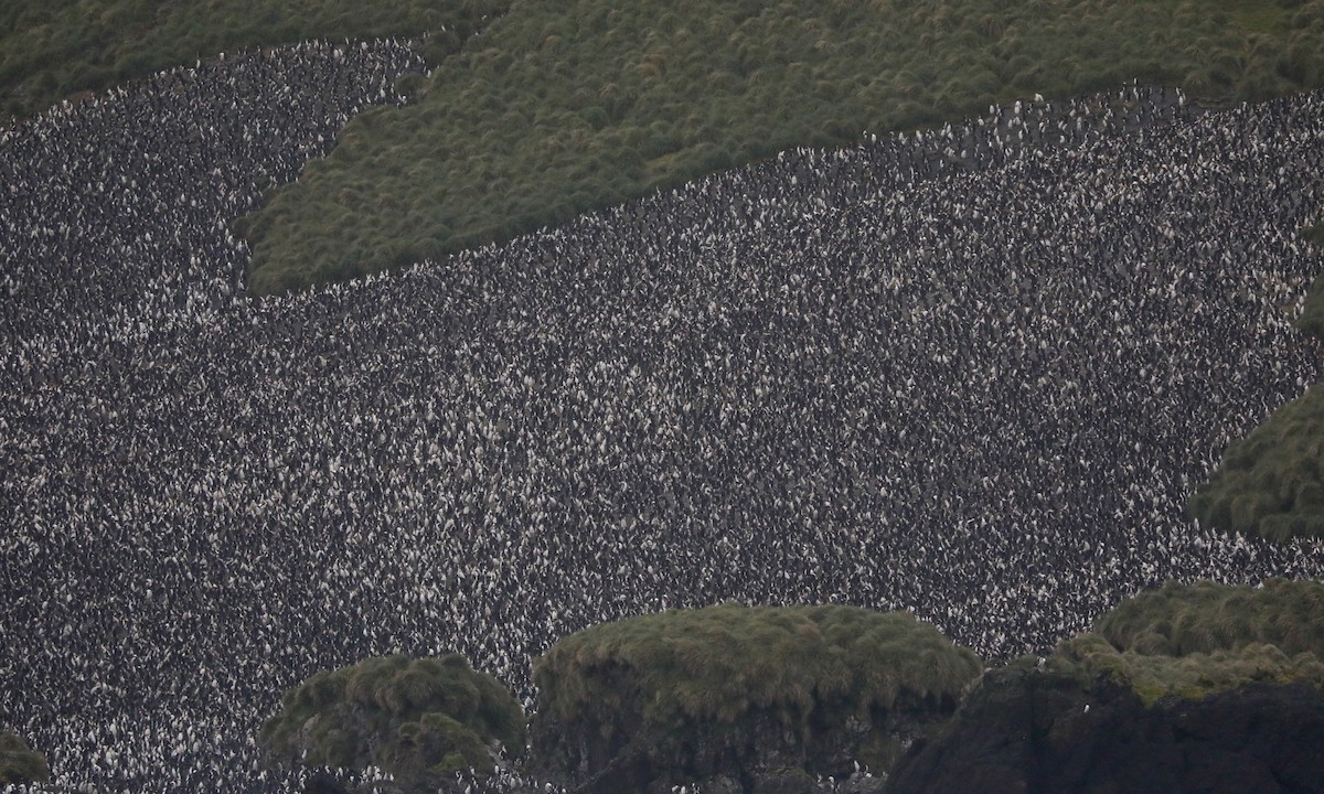 Royal Penguin - ML646262453