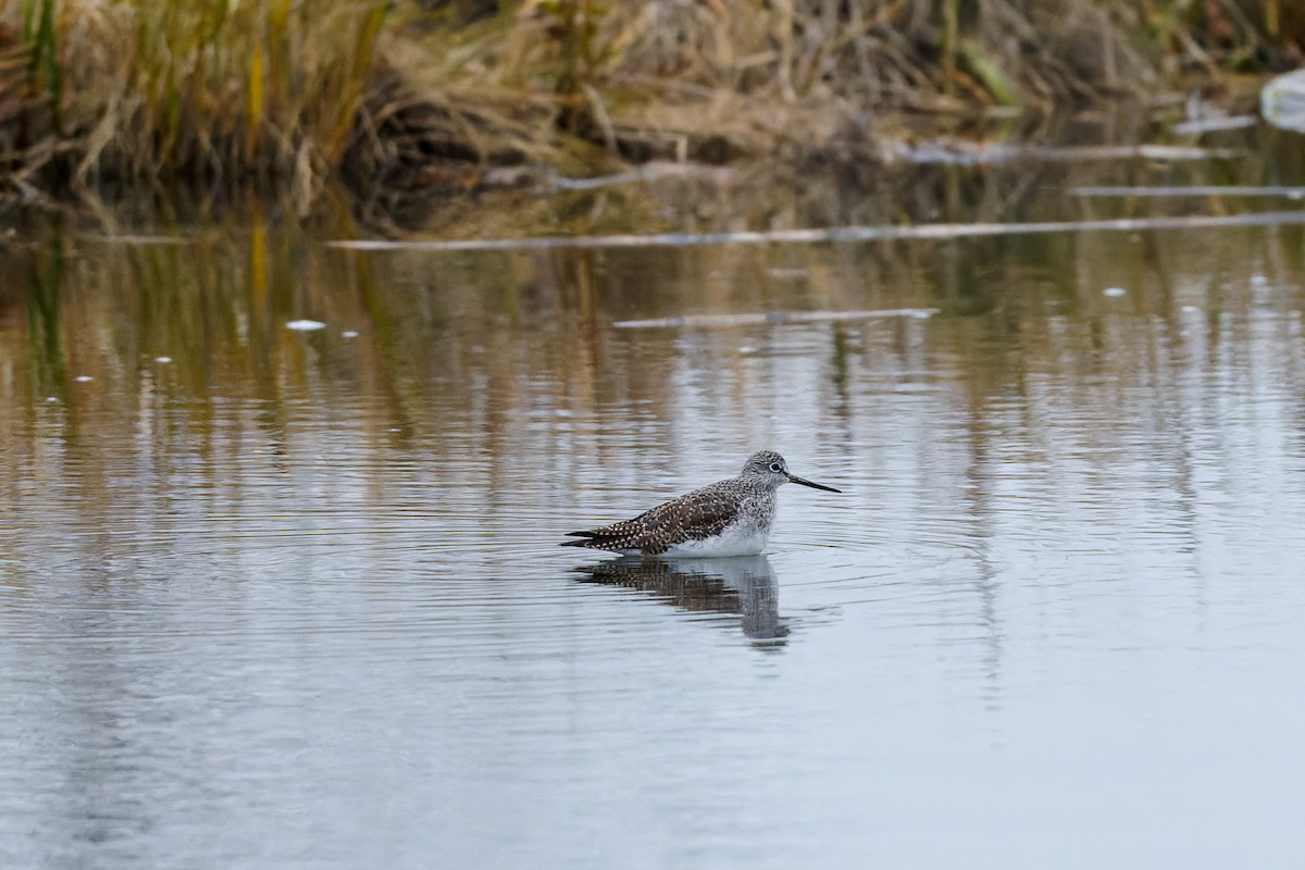 Greater Yellowlegs - ML646262457