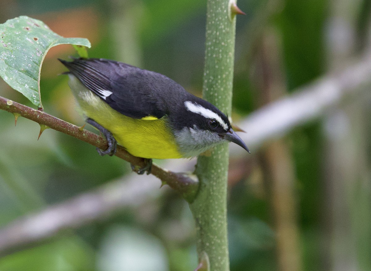 Цереба - ML646262458