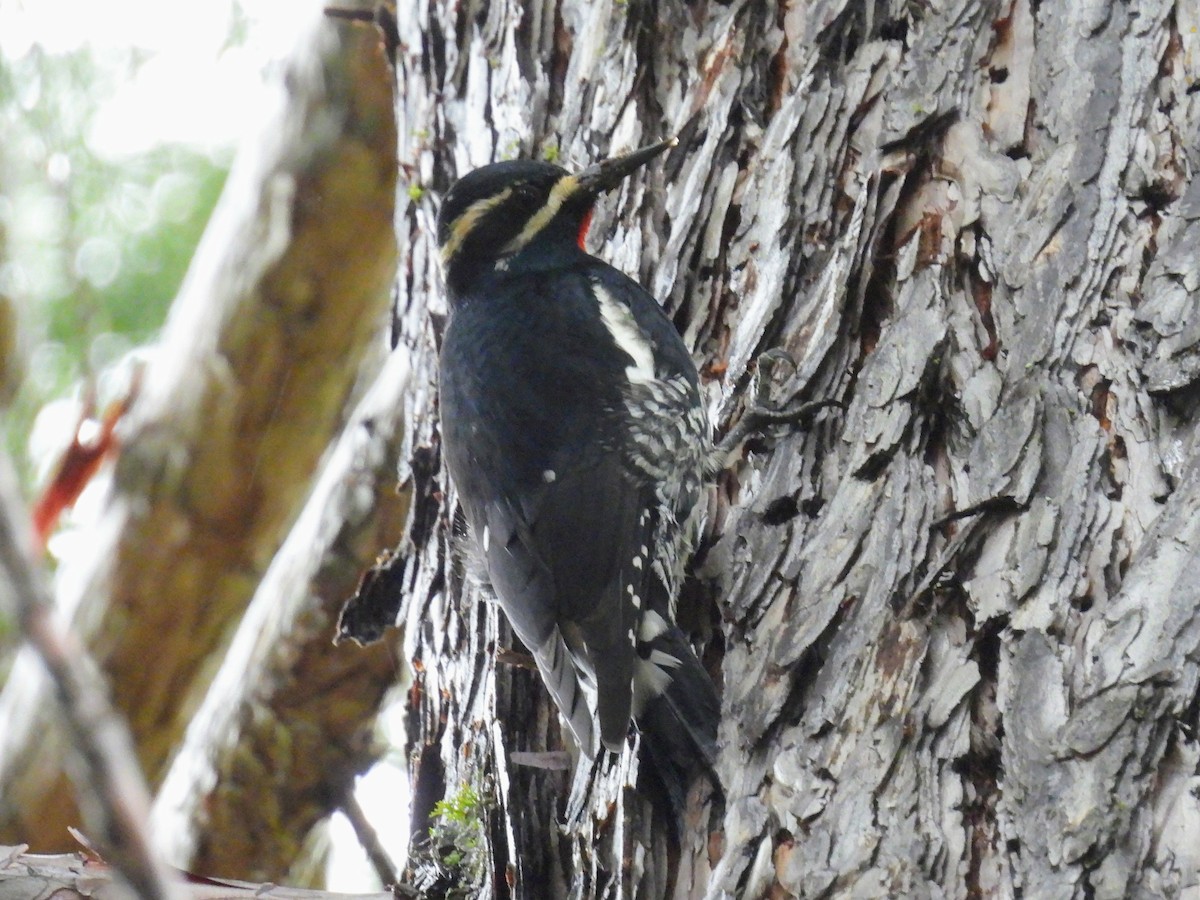 Williamson's Sapsucker - ML646262465