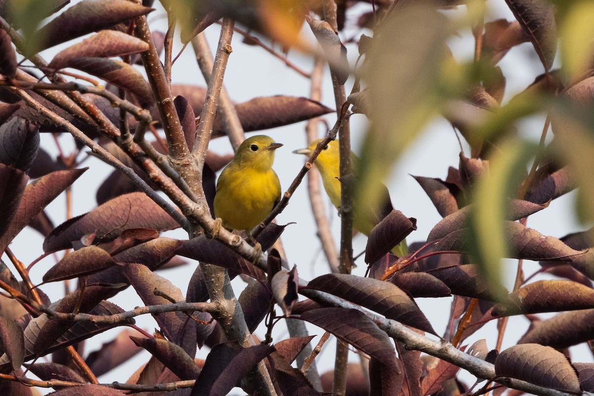 Northern Yellow Warbler - ML646262466