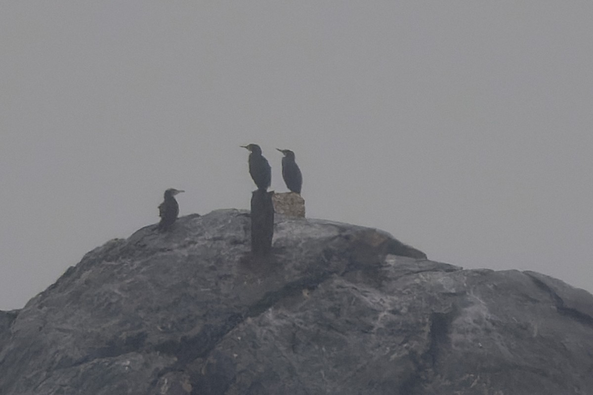 kormorán velký - ML646262467