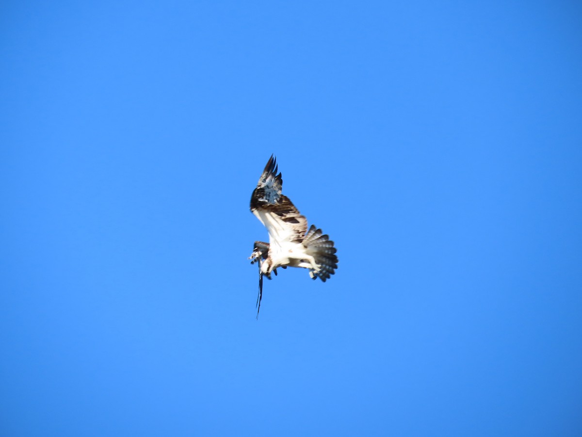 Osprey - ML646262468
