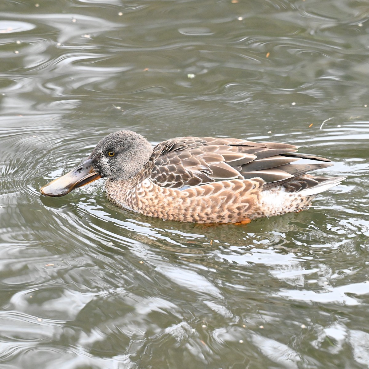 Northern Shoveler - ML646262472