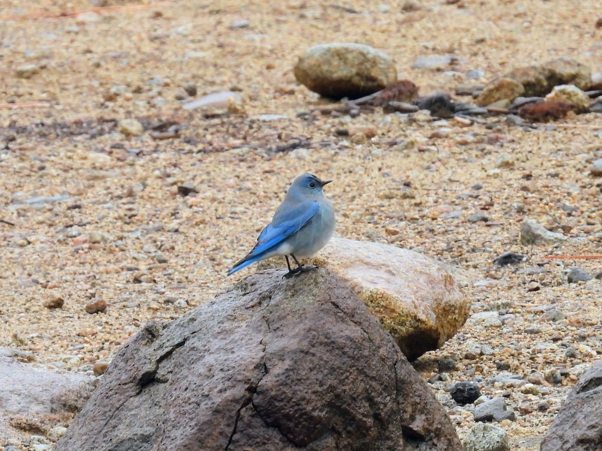 Mountain Bluebird - ML646262476