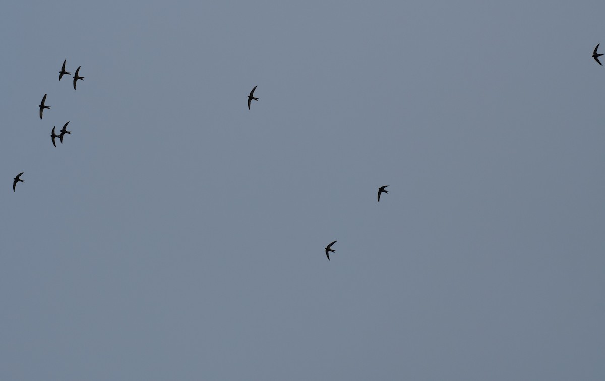 Серпокрилець канарський - ML646262484