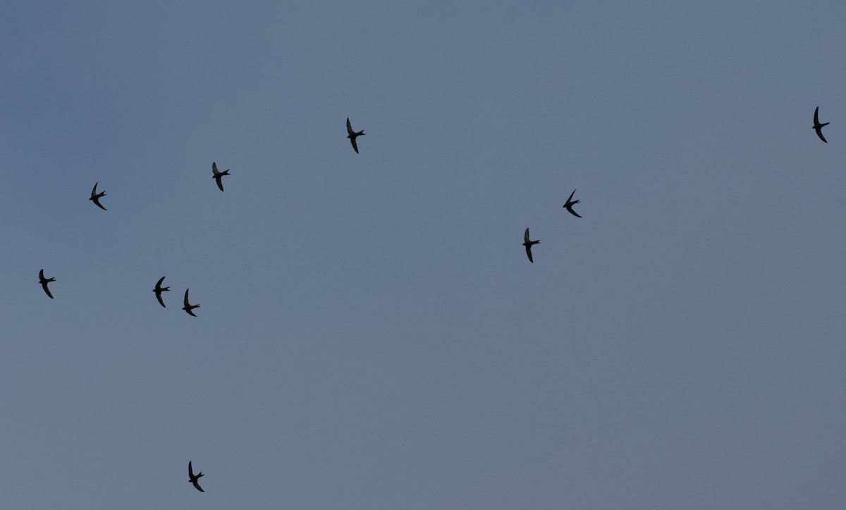 Серпокрилець канарський - ML646262485