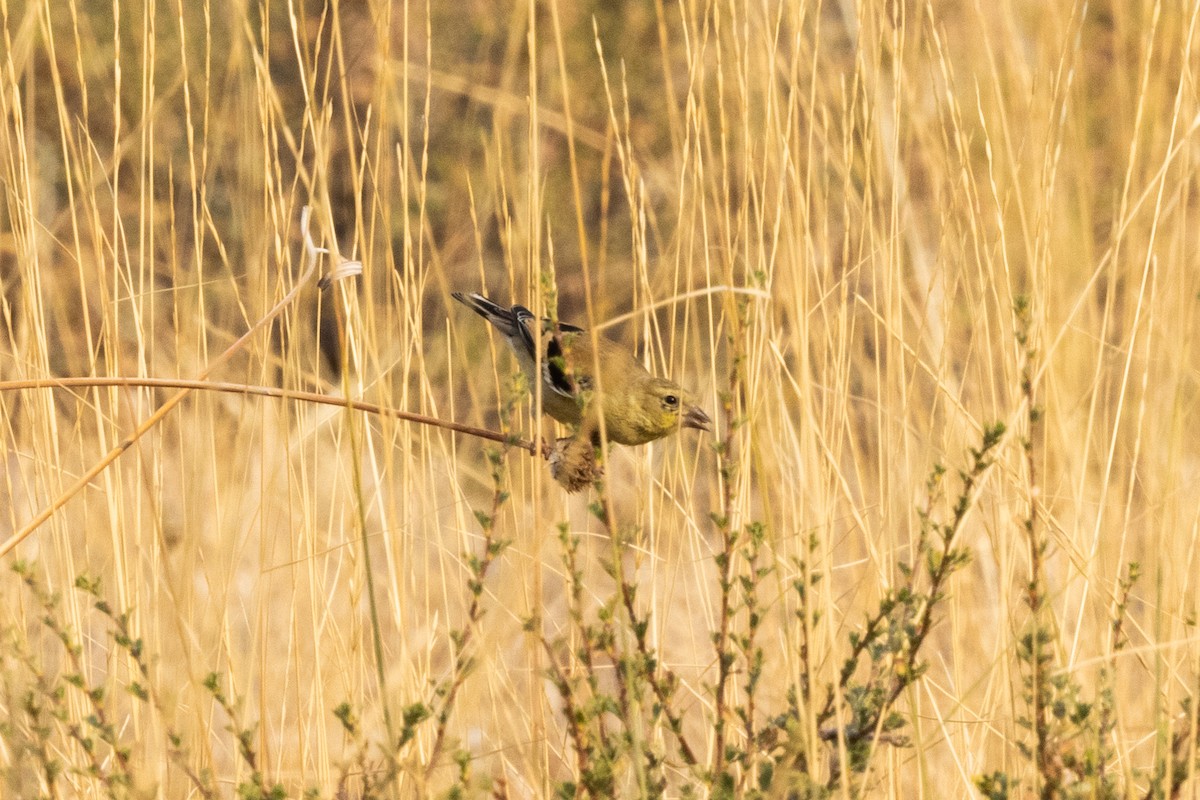 Goldzeisig - ML646262486