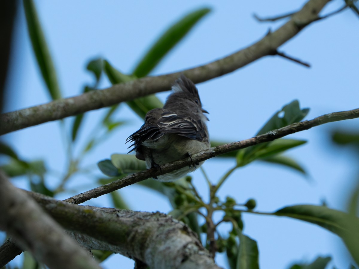 Желтобрюхая эления - ML646262487