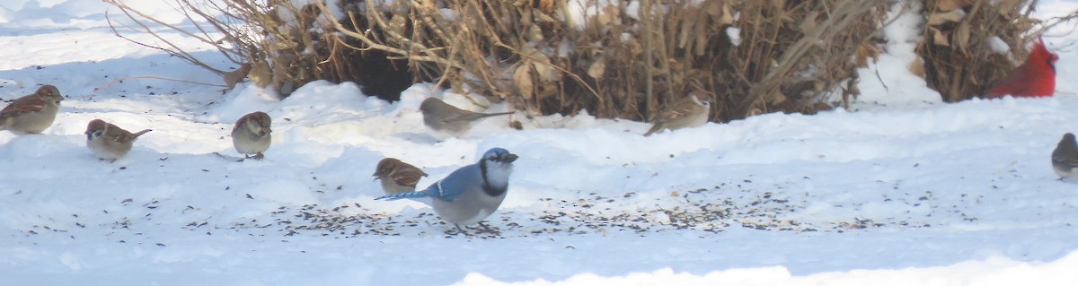 Ağaç Serçesi - ML646262491