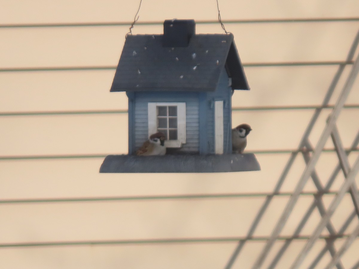 Ağaç Serçesi - ML646262492